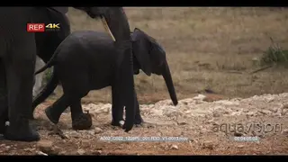 Close pan of elephants herd with baby elephant walking