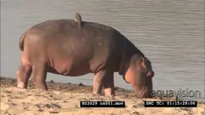 Young Hippo with Oxpecker bird on back walking into river MS