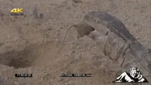 Rock monitor catching and feeding on mouse DRY MS ZI CU