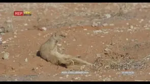 Yellow Mongoose sitting on veldt grooming then walking MLS