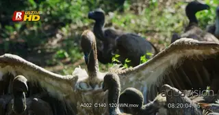 Flock of Cape and White-backed vultures intimidated, standing and feeding on a hunted…