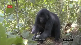 Mountain Gorilla family with young feeding and GENERAL SOCIAL behaviour.