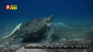 A Close Up shot of a huge Green Sea Turtle though the ocean and then eats sea grass with.