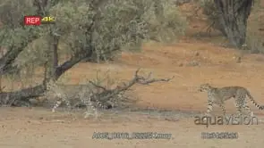 Cheetah mother and cub walking and running