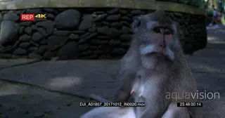 CU of female Balinese long-tailed monkey with engorged breast and teats looking around.