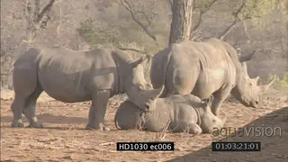White Rhinos standing juvenile calf laying down MLS