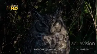 Verreaux's Eagle-owl roosting on top of the rock and looking around the grassland.