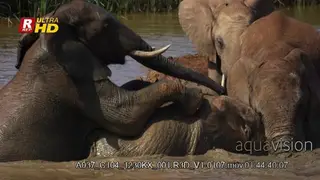 Close up shot of elephant herd inside muddy water.