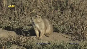 Prairie Dog sitting on prairie moving looking around and eating MLS