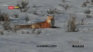 Red Fox laying down on prairie looking around Alert MWS