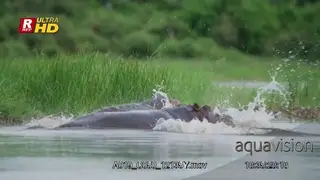 Two adult Hippos submerged, attacking, with eyes.