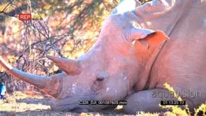 Black Rhino Sleeping GOOD LIGHT