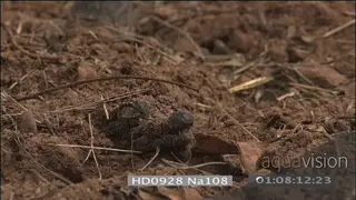 Nile crocodiles hatchling emerging from sand
