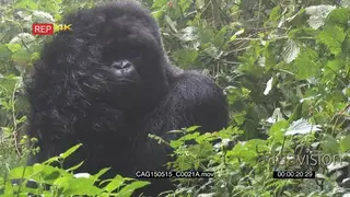 Mountain Gorilla sitting in forest and looking around MS HAND