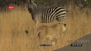 African Lioness Lion hunting stalking a Dazzle of zebras and they start chasing one.