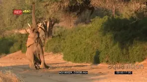 Desert elephant bull reaching high and pulling down a twig from tree in the dry Hoanib…