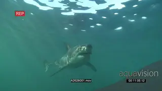 Great White Shark swimming towards camera underwater PROFILE