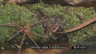 Fishing Spider near water Guarding web full of Spiderlings LA MLS PAN