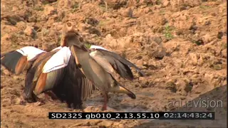 Egyptian geese [3] fighting, chasing each other around in a territorial display