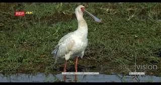 Spoonbill bird grooming, opening its mouth wide and searching for food