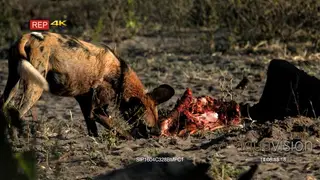 MWS Of an African Wild Dog with blood on the face feeding on a carcass and walking out of.