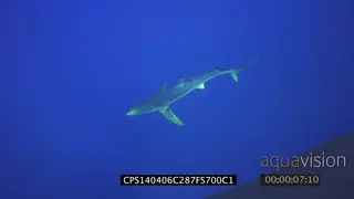 Blue Shark swimming underwater in ocean HA WS PAN HAND