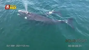 Adult female Southern right whale and a young swimming below.