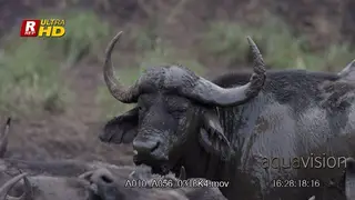 Herd of Cape Buffalo mud bathing in a pond. Young bull looking at camera.