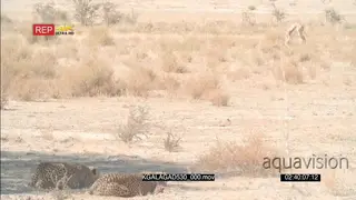 Cheetah pair laying down on stomachs looking across stalking hunting Springbok grazing in.