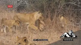 Lioness walking around carrying a cub with its mouth around the pride WS SHAKY