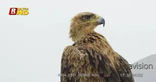 Tawny Eagle on a perch, hunting from high angle and carcass remains on its beak. MS.