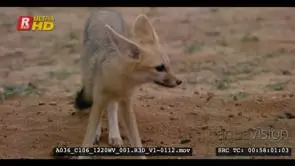 Close side shot of juvenile cape fox nervously smelling looking and listening about