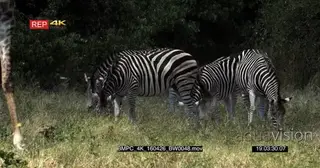 A Dazzle of [4] Zebras grazing with a Giraffe walking in to frame