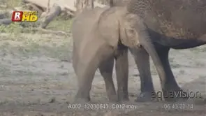 Young and adult herd of African Elephant standing, looking around, mud and dust bathing.