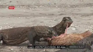 Komodo Dragons feeding on a kill on riverbank MWS ZI MLS