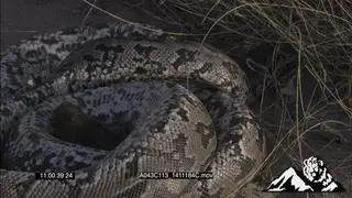 African Rock Python Carrying dead mouse HA MWS ZOOM MS MCU PAN