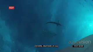 Marlin sailfish and Seals feeding on bait ball in deep blue ocean