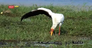 Yellow-billed stork hunting for food while keeps its one wing open to keep balance