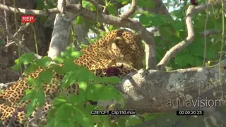 Leopard (Panthera pardus) camouflaged in tree stalking herd of Impala AmCam