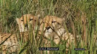 A pair of cheetah resting and having a social reaction on tall grassland SCENIC