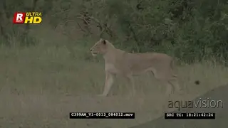 African female Lioness stalking and searching for prey.