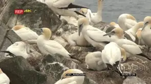 Northern Gannet colony nesting and displaying