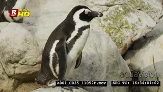 African Penguin standing, searching and shaking its head.