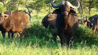 Cape Buffalo herd standing moving on bushveld and newborn calf suckling MWS PAN
