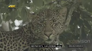 Leopard sleeping on a tree MCU