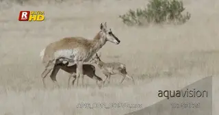 Adult Pronghorn walking with her two calves running around, playing and feeding/suckling.