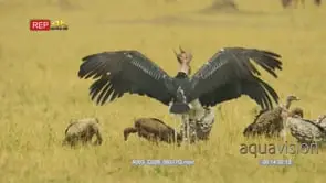 Marabou stork fighting over a kill with flock of vultures on the kill