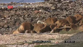 Polar bear with moulting fur resting on rocky shore ocean in BG