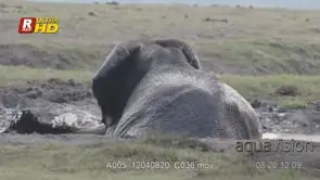 Adult African Elephant laying down during a mud bath and splashing using its trunk.