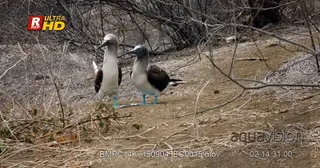 MS shot of two blue booby's facing towards camera, walking and looking around.